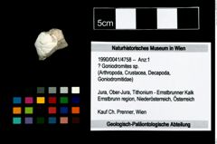 Foto (Objekt + Etikett) von ? Goniodromites sp.  (NHMW-GEO-1990-0041-4758)